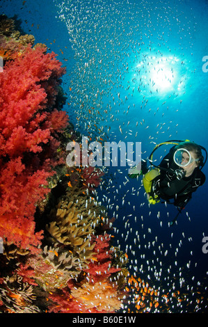Dendronephthya sp. Soft corals glassfish and female scuba diver, Red Sea Stock Photo