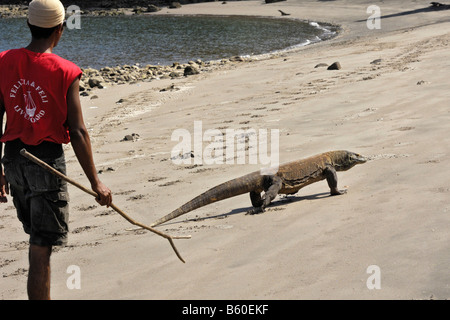 Man walking along a beach with a Komodo dragon on one of the islands located within the bounds of Komodo National Park Stock Photo