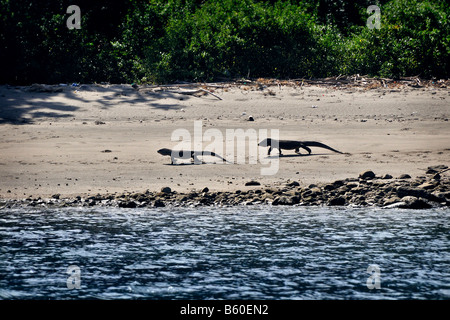 Komodo Dragons (Varanus komodoensis) walking on the shore, Komodo National Park, World Heritage Site, Komodo, Indonesia, Asia Stock Photo