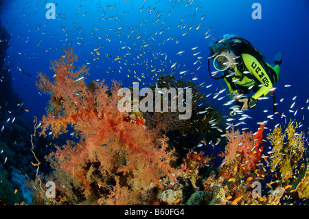 Dendronephthya klunzingeri soft corals and scuba diver, Red Sea Stock Photo