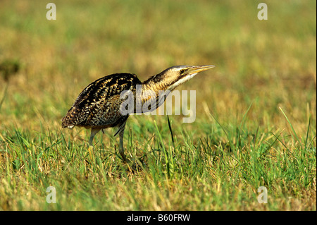 Eurasian Bittern or Great Bittern (Botaurus stellaris) searching for food on a harvested meadow, Apetlon, Lake Neusiedl Stock Photo