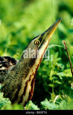 Eurasian Bittern or Great Bittern (Botaurus stellaris), portrait, in camouflage position, Apetlon, Lake Neusiedl, Burgenland Stock Photo