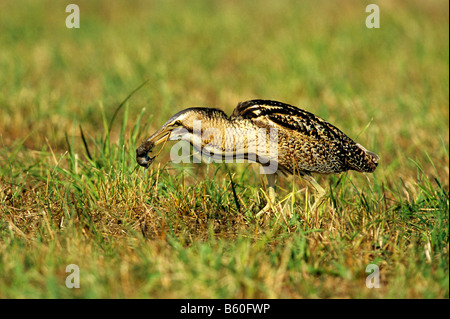 Eurasian Bittern or Great Bittern (Botaurus stellaris) with a mouse as prey, Apetlon, Lake Neusiedl, Burgenland, Austria, Europe Stock Photo