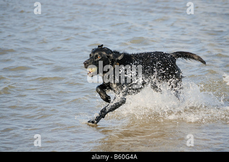 black dog running in sea Stock Photo