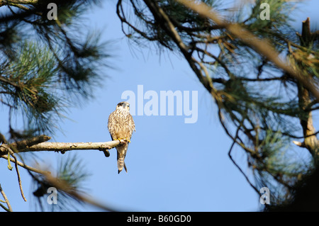 Hobby falco subbuteo juvenile perched in coastal pine woodland Norfolk UK October Stock Photo