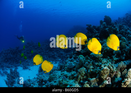 Chaetodon semilarvatus Maseked Butterflyfish and scuba diver, Red Sea Stock Photo
