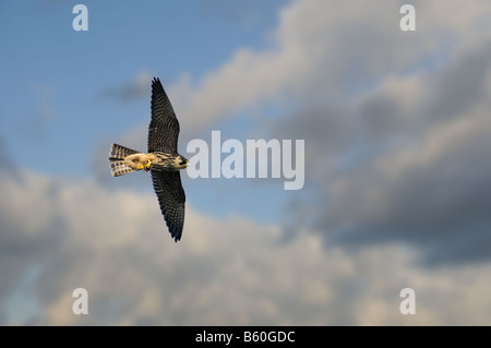 Hobby falco subbuteo juvenile in flight with prey of Red Admiral Butterfly Vanessa atalanta Norfolk UK October Stock Photo