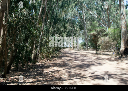 Willow grove near Aphrodite bath in Cyprus Stock Photo