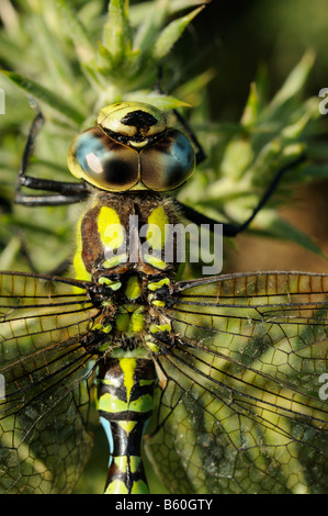 Southern Hawker Dragonfly aeshna cyanea close up of mature male Norfolk UK October Stock Photo