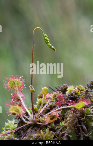 round leaved sundew Drosera rotundifolia Stock Photo