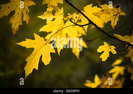 Silver maple tree leaves in Fall. Stock Photo