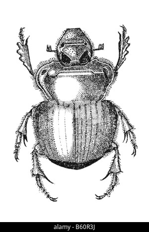 earth-boring dung beetle (Onthophagus johnstoni), dor beetles Stock Photo