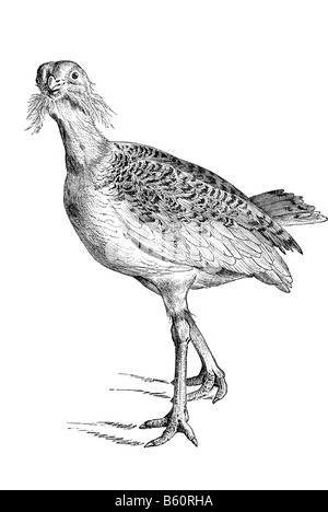 Great Bustard (Otis tarda) Stock Photo