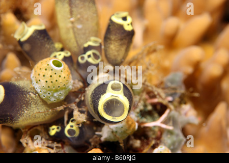 small cluster of ascidians tunicates on coral on coral reef Stock Photo