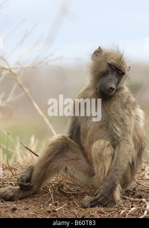 chacma baboon papio ursinus single adult resting on ground Stock Photo