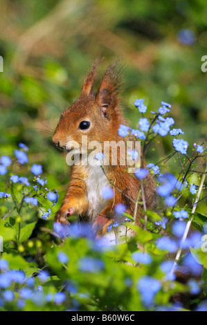 Red Squirrel or Eurasian Red Squirrel (Sciurus vulgaris), Mannheim, Baden-Wuerttemberg Stock Photo