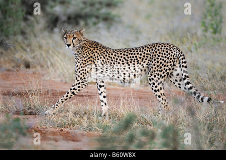 Cheetah (Acinonyx jubatus) at dusk, Samburu National Reserve, Kenya, East Africa, Africa Stock Photo