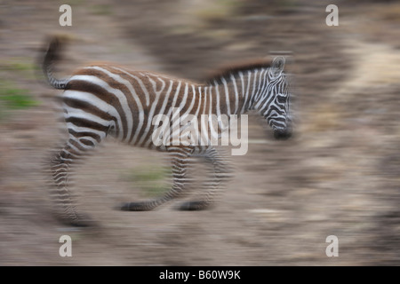Grant's Zebra (Equus quagga boehmi) foal leaping, blurred movement, Sweetwaters Game Reserve, Kenya, East Africa, Africa Stock Photo