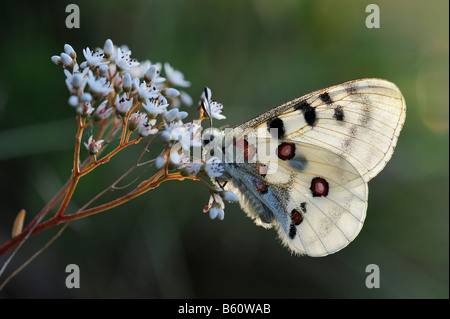 Apollo or Mountain Apollo Butterfly (Parnassius apollo), backlit, Swabian Alb, Baden-Wuerttemberg Stock Photo