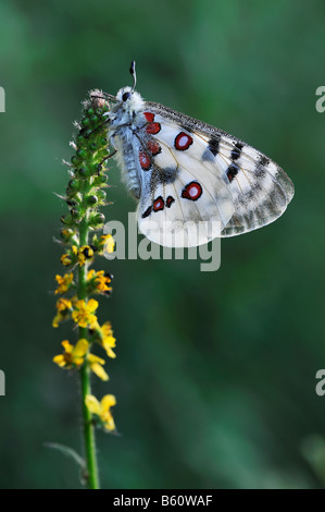 Apollo or Mountain Apollo Butterfly (Parnassius apollo), Swabian Alb, Baden-Wuerttemberg Stock Photo