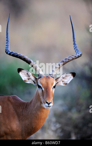 Impala (Aepyceros melampus) buck, portrait, Samburu National Reserve, Kenya, East Africa, Africa Stock Photo