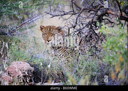 African Leopard (Panthera pardus pardus), Samburu National Reserve, Kenya, East Africa, Africa Stock Photo