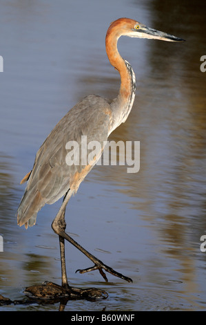 Goliath Heron (Ardea goliath), Sweetwater Game Reserve, Kenya, East Africa, Africa Stock Photo