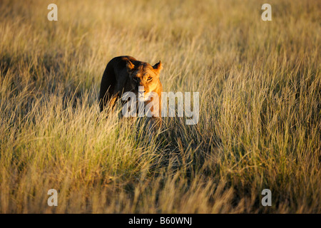 Lioness (Panthera leo) in the day's first light, Samburu National Reserve, Kenya, East Africa, Africa Stock Photo