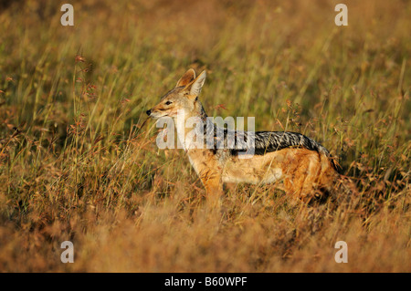 Black-backed Jackal (Canis mesomelas) in the day's first light, Sweetwater Game Reserve, Kenya, East Africa, Africa