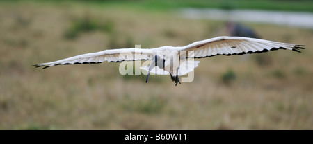 Sacred Ibis (Threskiornis aethiopicus) in flight, Sweetwater Game Reserve, Kenya, Africa Stock Photo