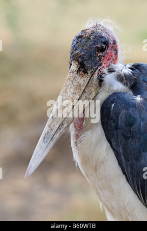 Marabou Stork (Leptoptilos crumeniferus), portrait, Sweetwater Game Reserve, Kenya, Africa Stock Photo