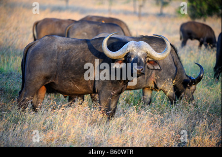African Buffalo or Cape Buffalo (Syncerus caffer), herd at first light, Sweetwater Game Reserve, Kenya, Africa Stock Photo