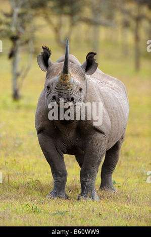 Black Rhinoceros (Diceros bicornis), Sweetwater Game Reserve, Kenya, Africa Stock Photo