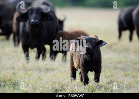 African Buffalo or Cape Buffalo (Syncerus caffer), herd and calf, Sweetwater Game Reserve, Kenya, Africa Stock Photo