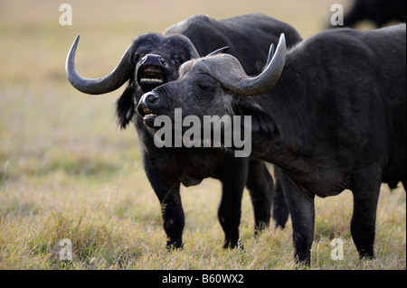 African Buffalo or Cape Buffalo (Syncerus caffer), young bulls bellowing, Sweetwater Game Reserve, Kenya, Africa Stock Photo