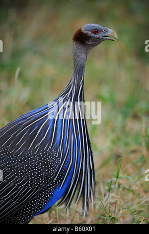 African Vulturine Guineafowl (Acryllium vulturinum) facing the camera