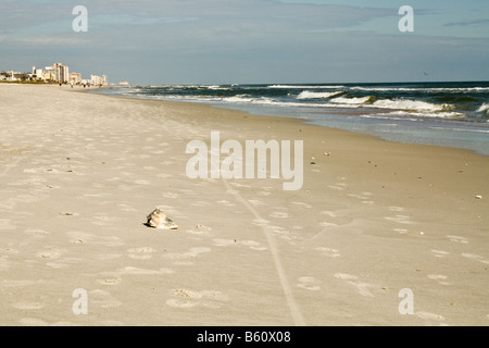 Lone conch shell on the beach amid footprints and bicycle tire tracks in Jacksonville Beach, Florida Stock Photo