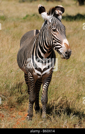 Grevy's zebra, or Imperial zebra (Equus grevyi), stallion, Samburu National Reserve, Kenya, Africa Stock Photo