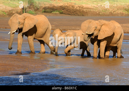 African Bush Elephant (Loxodonta africana), herd drinking, Samburu National Reserve, Kenya, Africa Stock Photo