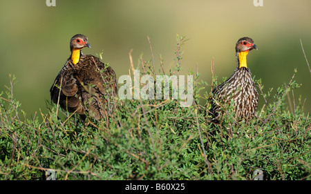 Two Yellow-necked Spurfowl (Pternistis leucoscepus), Samburu National Reserve, Kenya, Africa Stock Photo