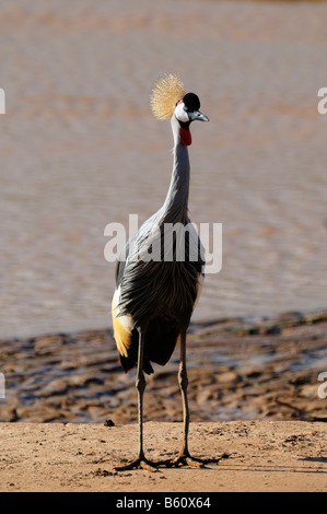 Black Crowned Crane (Balearica pavonina), Samburu National Reserve, Kenya, East Africa, Africa Stock Photo