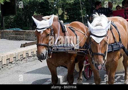 horses pulling a tourist train in the la cite carcassonne Stock Photo