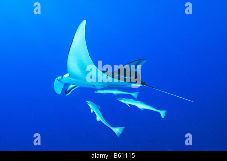 Manta birostris and Echeneis naucrates Manta ray with suckerfish, Red Sea Stock Photo