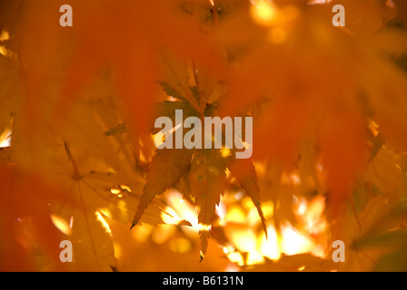 Japanese momiji or Acer palmatum in autumn foliage light brightly orange by the sun Shimosuwa Japan November 13 2008 Stock Photo