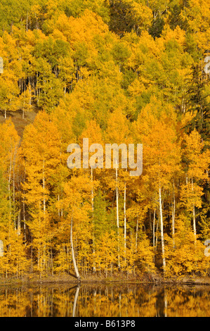 Bright fall aspens reflect in a still pond during fall high up in the san juan mountains of colorado Stock Photo