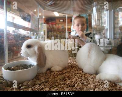 Young boy choosing a rabbit to buy in a pet store shop Breda the Netherlands Stock Photo