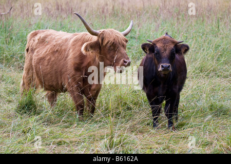 Two Scottish Highland Cows Stock Photo