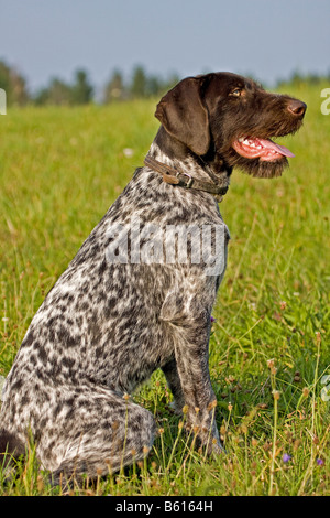 German Wirehaired Pointer, hunting dog, sitting on a meadow Stock Photo