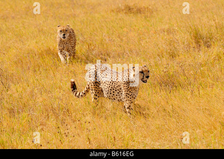 Two male Cheetahs (Acinonyx jubatus), Ngorongoro-crater, Ngorongoro Conservation Area, Tanzania, Africa Stock Photo