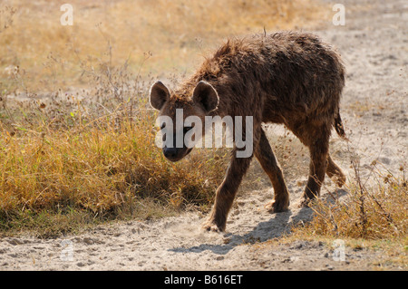 Spotted or Laughing Hyena (Crocuta crocuta), Ngorongoro-crater, Ngorongoro Conservation Area, Tanzania, Africa Stock Photo